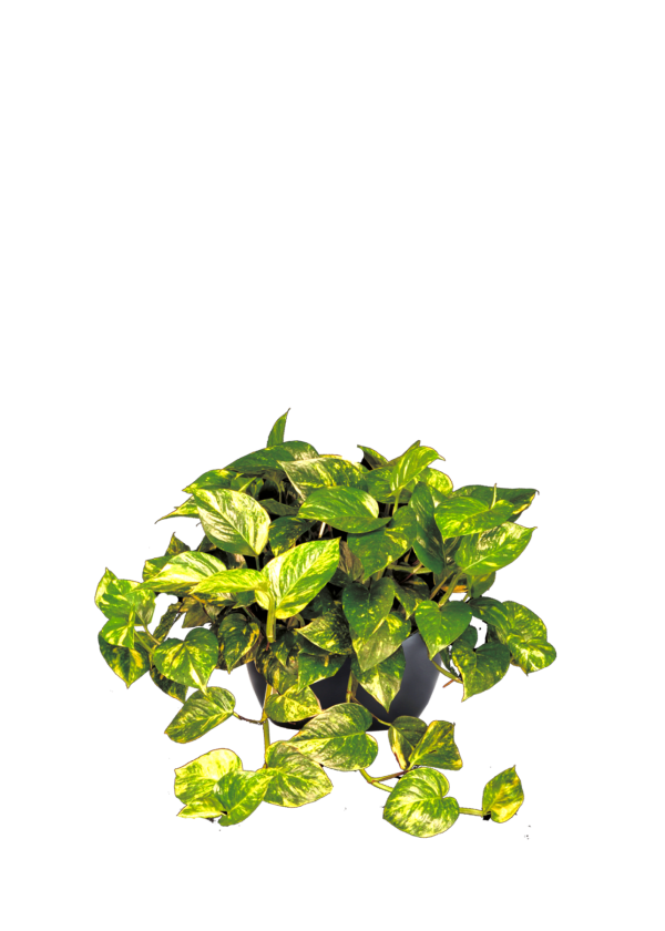 Pothos Golden