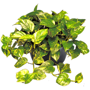 Pothos Golden
