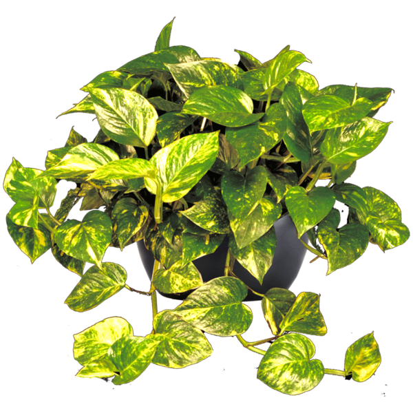 Pothos Golden