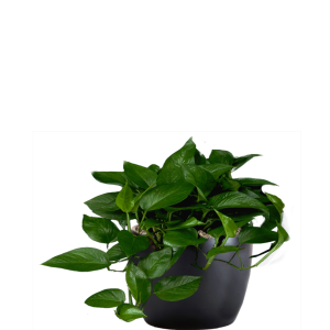 Pothos Jade