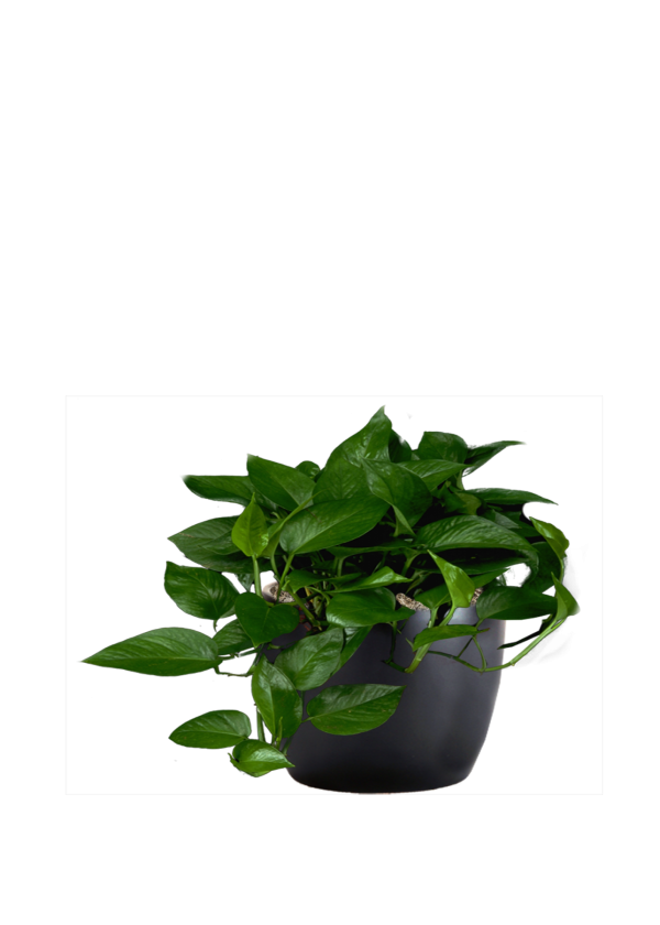 Pothos Jade