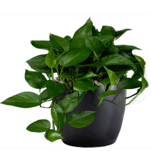 Pothos Jade