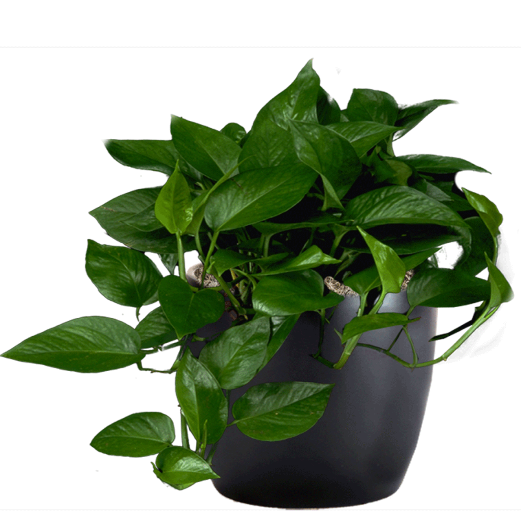 Pothos Jade | Phillip's Interior Plants & Displays