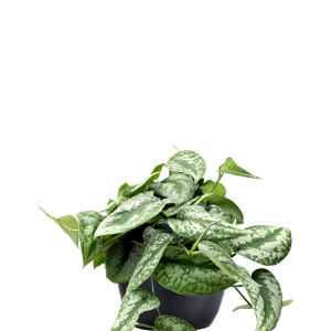Pothos Silver Splash