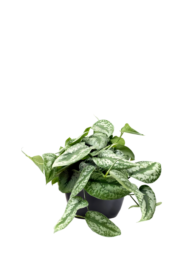 Pothos Silver Splash