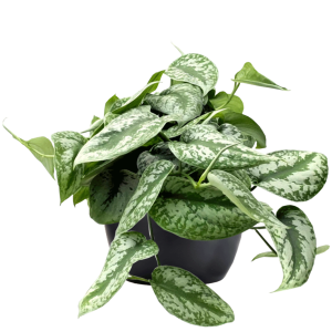 Pothos Silver Splash