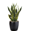 Sansevieria Black Gold
