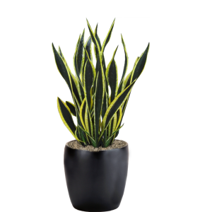 Sansevieria Black Gold