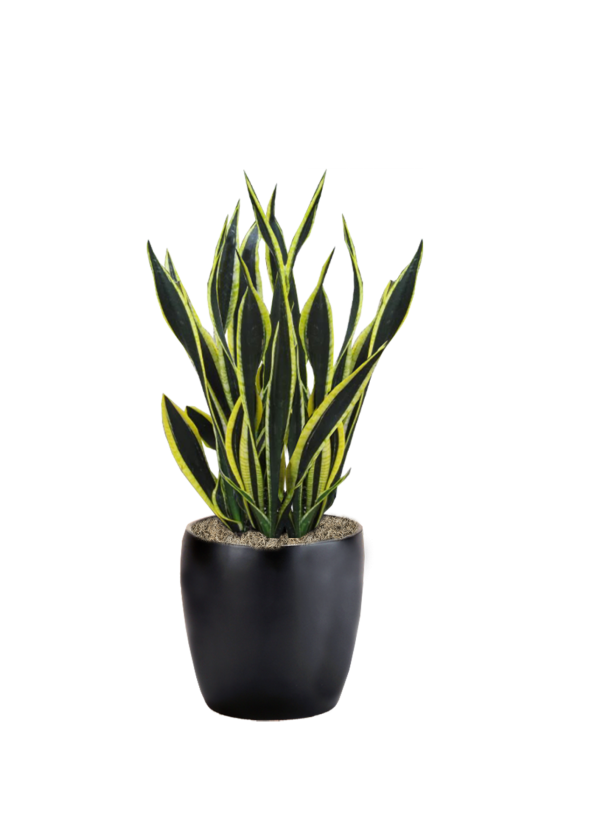 Sansevieria Black Gold