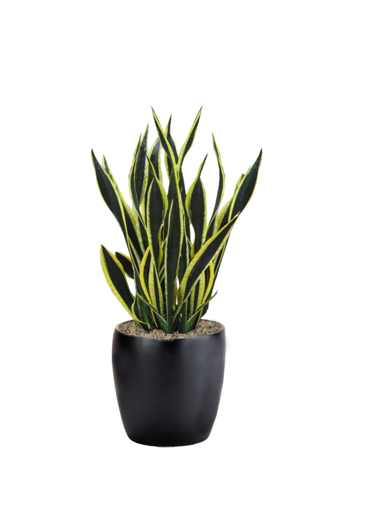 Sansevieria Black Gold Phillip's Interior Plants & Displays