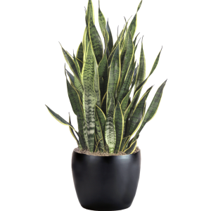Sansevieria Laurentii
