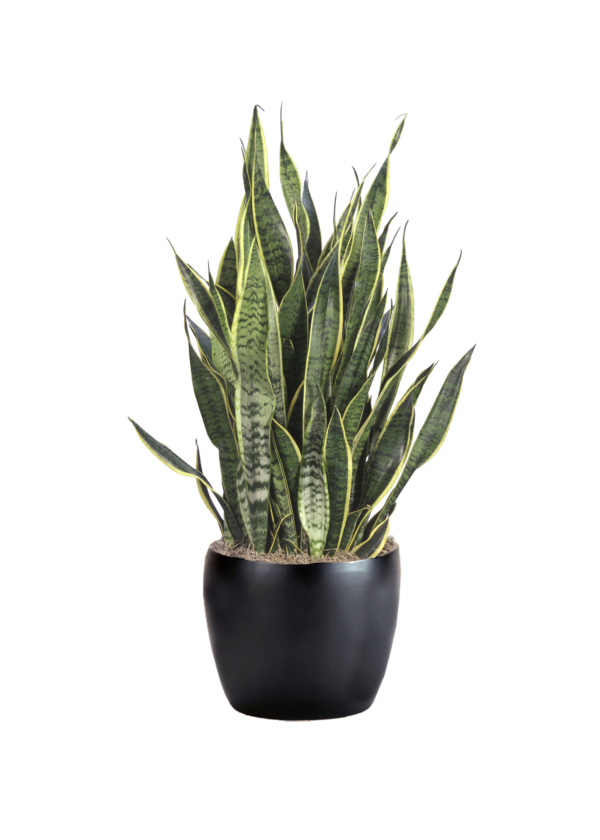 Sansevieria Laurentii