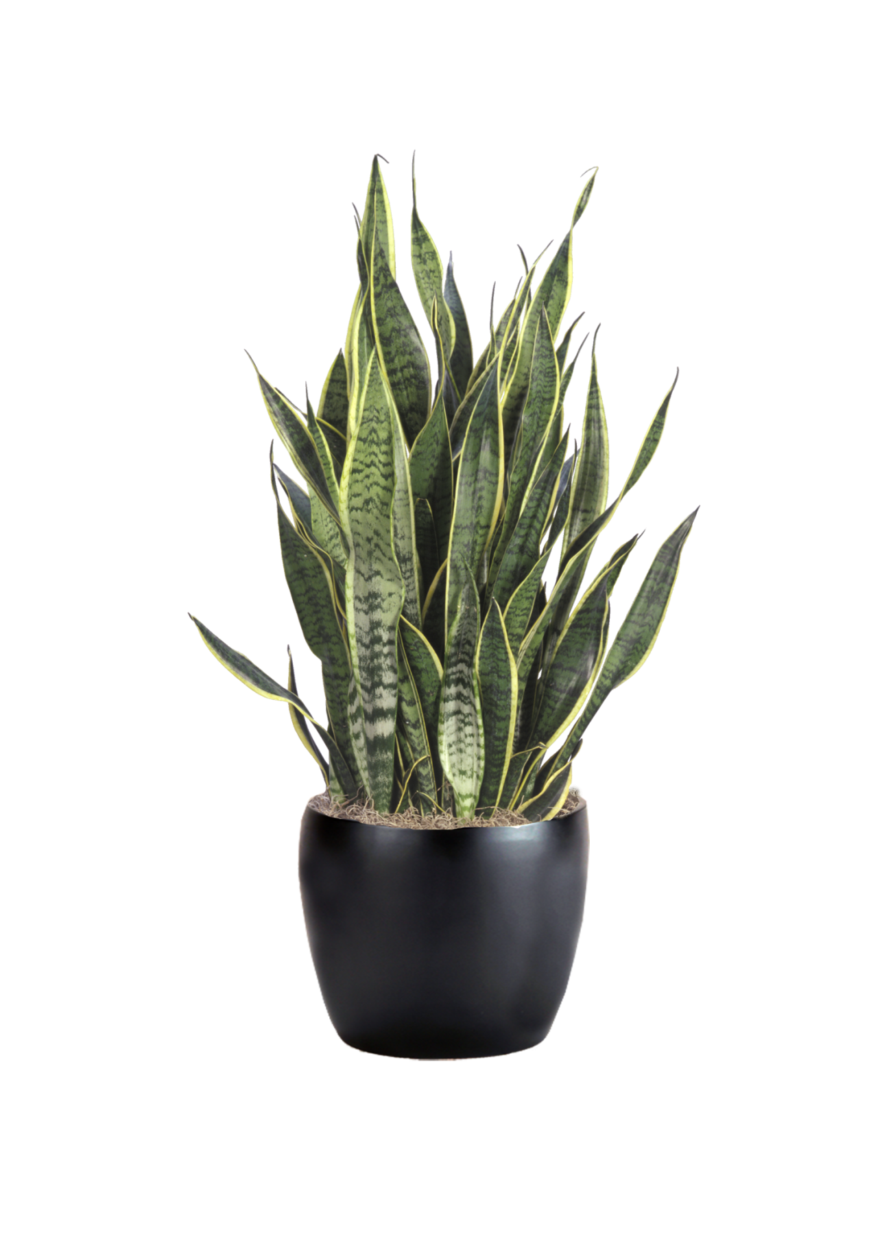 Sansevieria Trifasciata 'Laurentii' (Lingua Di Suocera) In Vaso 12 Cm, Altezza 25-35 Cm, Pianta Purificante