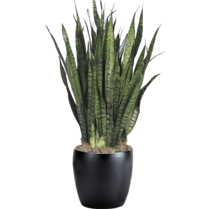 Sansevieria Zeylanica