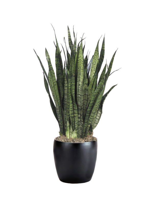 Sansevieria Zeylanica