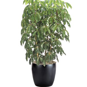 Schefflera Amate