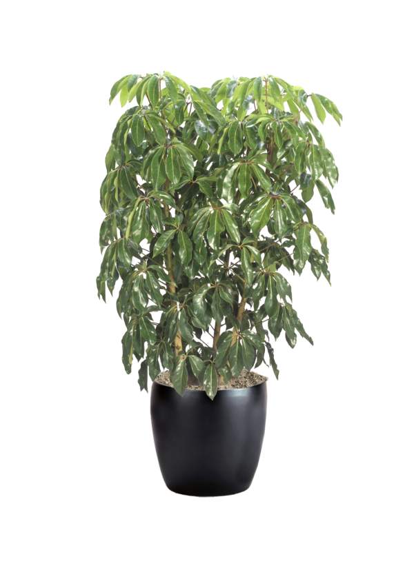 Schefflera Amate