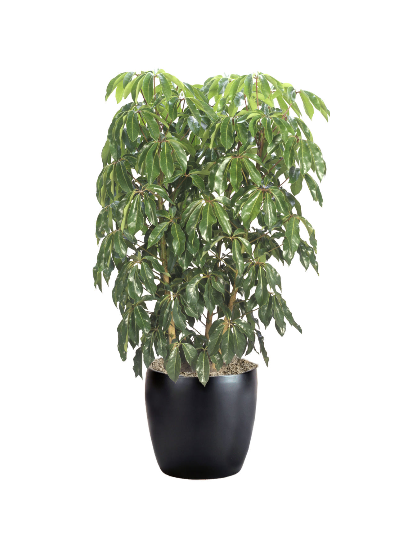 Schefflera Amate Phillip's Interior Plants & Displays