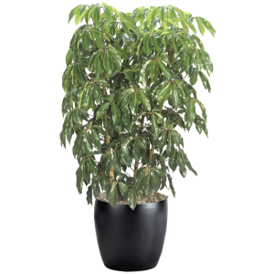 Schefflera Amate