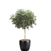 Schefflera Arboricola Braid