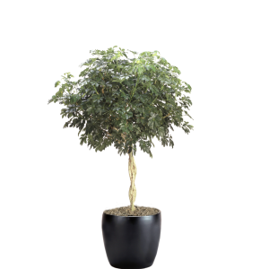 Schefflera Arboricola Braid