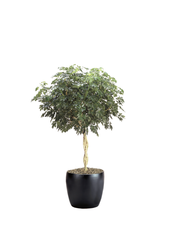 Schefflera Arboricola Braid