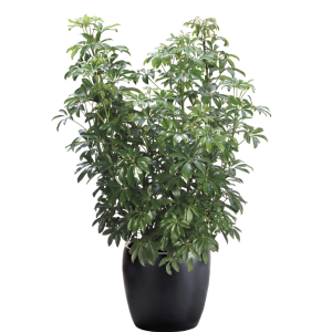 Schefflera Arboricola Bush