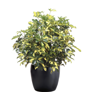 Schefflera Arboricola Trinette