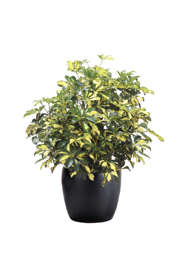 Schefflera Arboricola Trinette