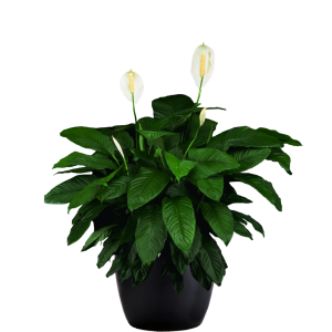 Spathiphyllum Sweet Pablo