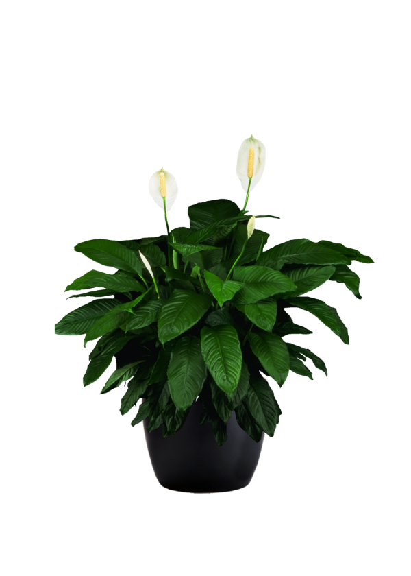 Spathiphyllum Sweet Pablo