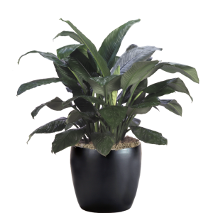 Spathiphyllum Sensation