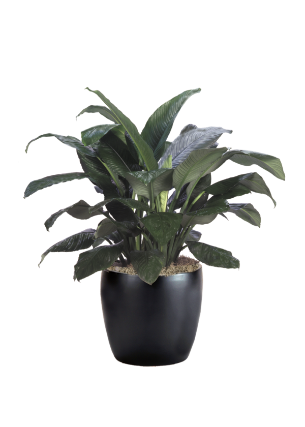 Spathiphyllum Sensation