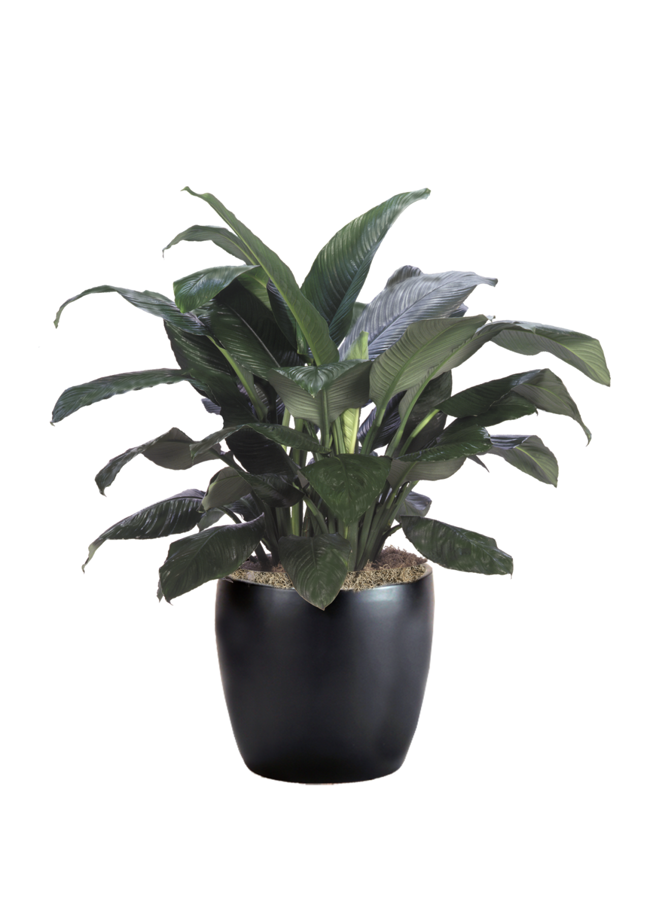 Spathiphyllum Sensation | Phillip's Interior Plants & Displays