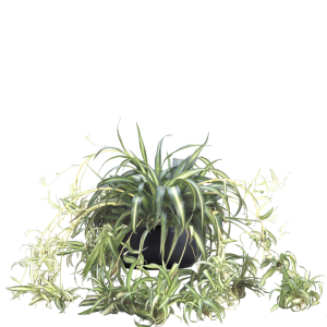 Spider Plant