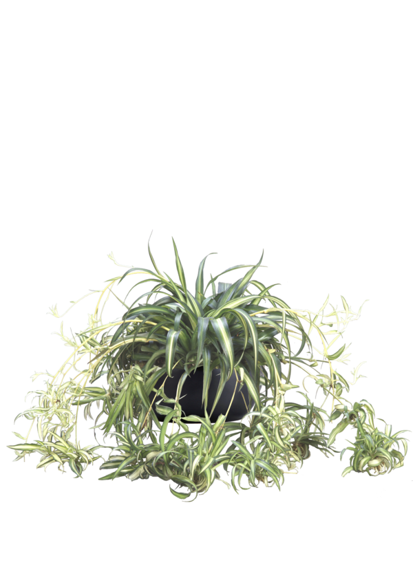 Spider Plant