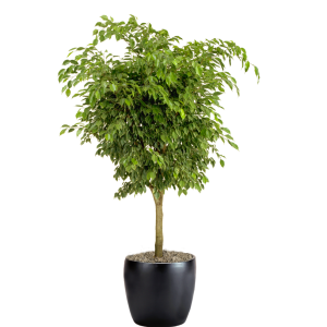Ficus Benjamina