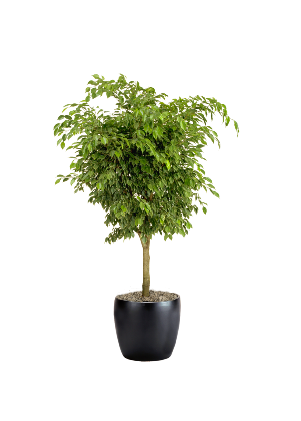 Ficus Benjamina Phillip's Interior Plants & Displays