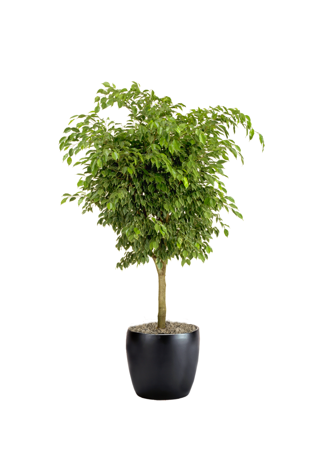 Ficus Benjamina Phillip's Interior Plants & Displays
