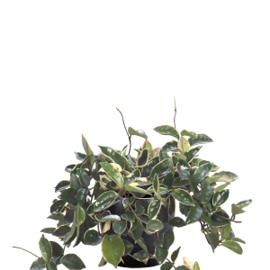 Wax Plant