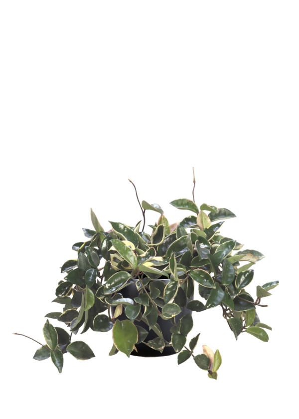 Wax Plant