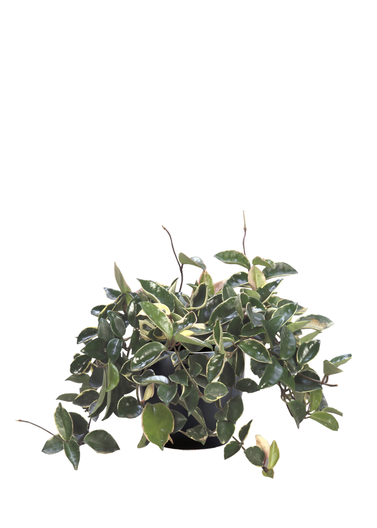 Wax Plant Phillip's Interior Plants & Displays