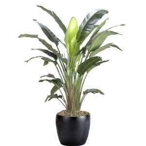 White Bird of Paradise