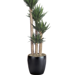 Yucca Cane