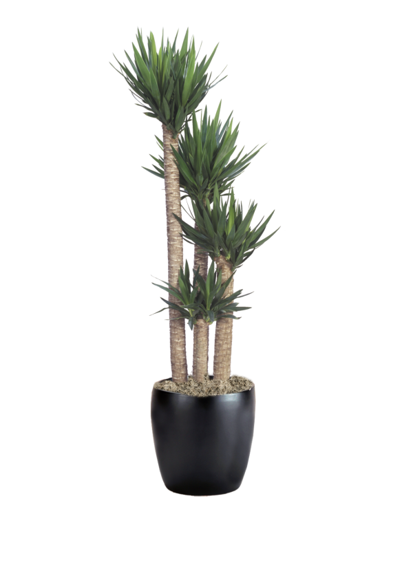 Yucca Cane