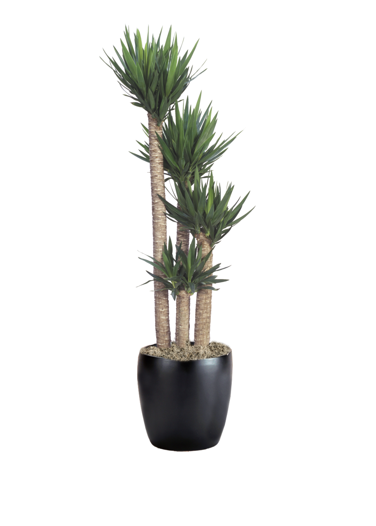 Yucca Cane Phillip's Interior Plants & Displays