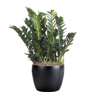 ZZ Plant