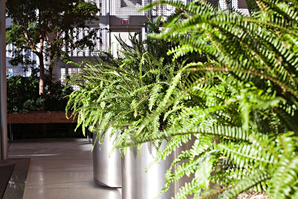 National Indoor Plant Week