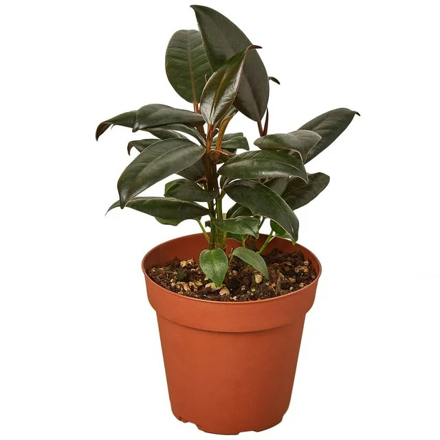 National Indoor Plant Week