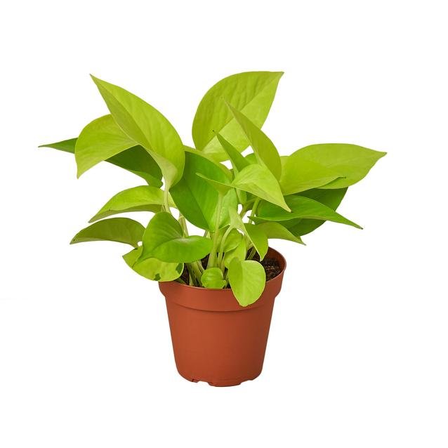 National Indoor Plant Week